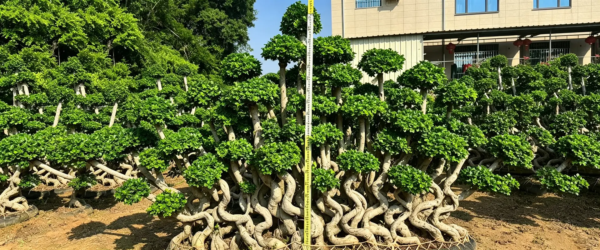 China Evergreen Shade Trees προμηθευτής