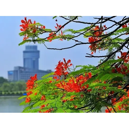 Πώς η Royal Poinciana δημιουργεί εκπληκτικά τροπικά τοπία;