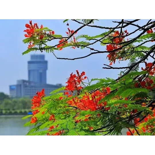 Γιατί τα Container-Grown Royal Poinciana Liners μεγιστοποιούν την επιτυχία του τοπίου;
