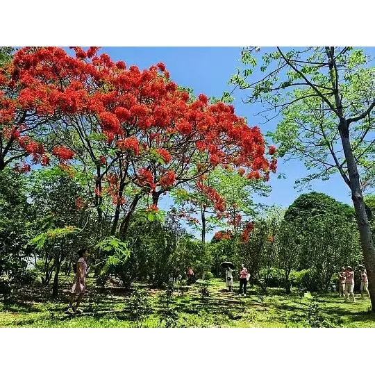 Πώς τα δέντρα Royal Poinciana σε γλάστρες διευρύνουν την προσέγγιση της αγοράς για τους χονδρεμπόρους φυτών;