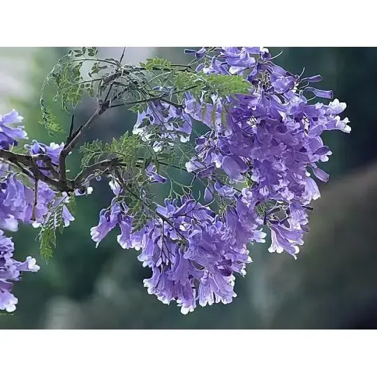 Πώς ένα δέντρο Jacaranda δημιουργεί εκπληκτικά τοπία και ομορφιά που διαρκεί; Πώς ένα δέντρο Jacaranda δημιουργεί εκπληκτικά τοπία και ομορφιά που διαρκεί;
