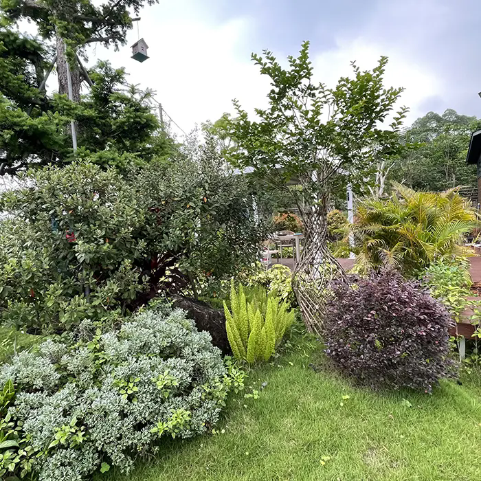 Πώς το Crape Myrtle δημιουργεί ένα εκπληκτικό και χαμηλής συντήρησης τοπίο;