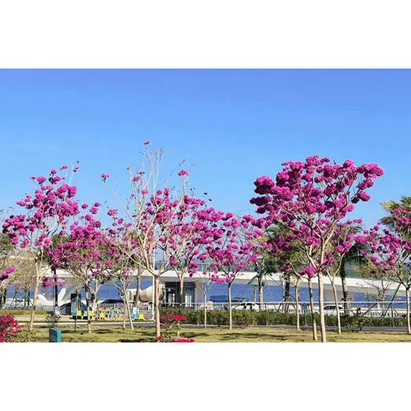 Τι κάνει το Purple Trumpet Tree μια ιδανική επιλογή για εκπληκτικά έργα τοπίου;