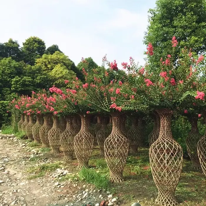 Crape Myrtle Bonsai Tree Crape Myrtle Bonsai Tree