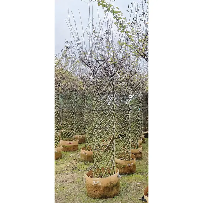Crape Myrtle Bonsai Tree
