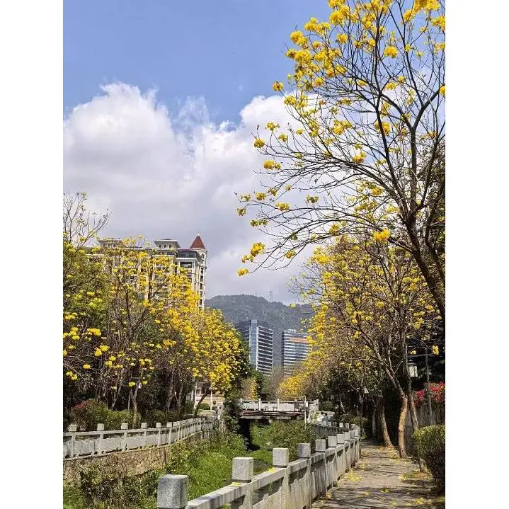 Μπονσάι Golden Trumpet Tree