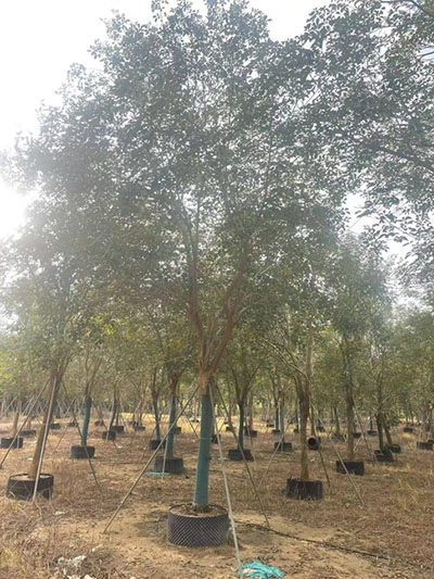 Specimen Golden Trumpet Tree