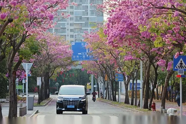 Pink Trumpet Street Trees