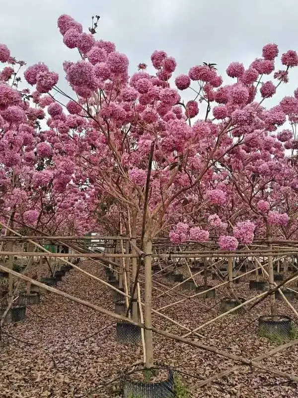 Pink Trumpet Street Trees