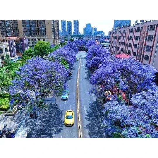Δέντρα της οδού Jacaranda Δέντρα της οδού Jacaranda