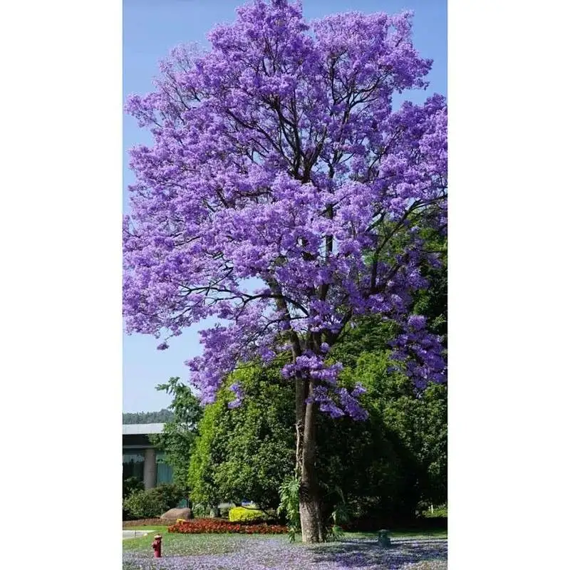 Δέντρα της οδού Jacaranda