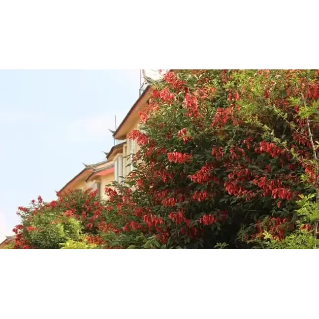 Δείγμα Cockscomb Coral Tree