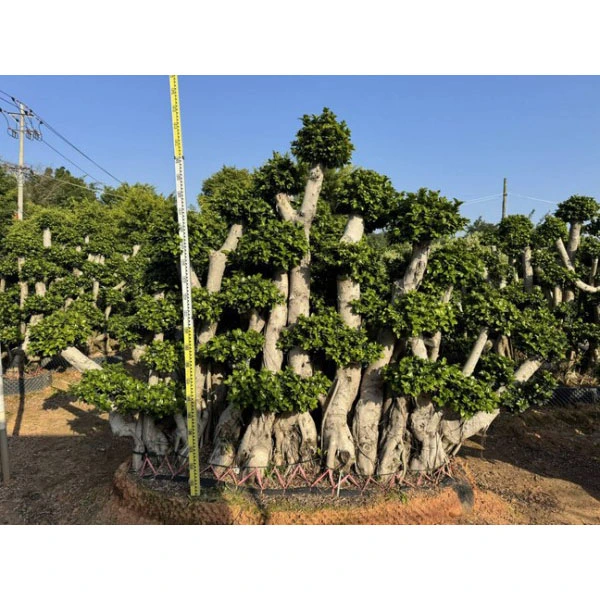 Δείγμα Ficus microcarpa δέντρο
