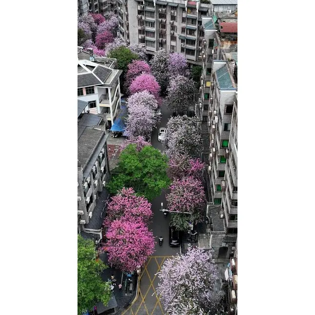 Δείγμα ροζ δέντρο ορχιδέας