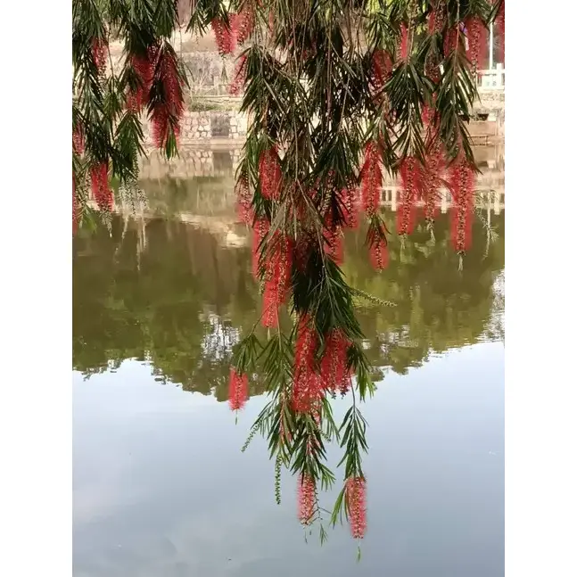 Κλαίνοντας Bottlebrush Bonsai